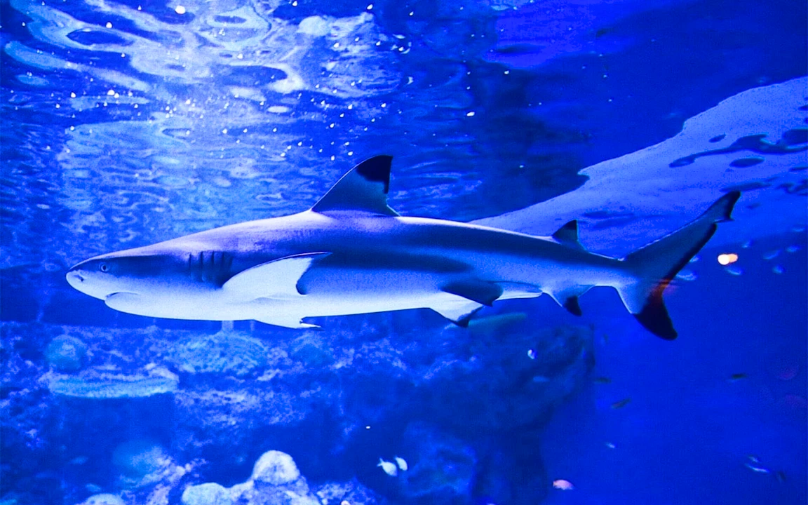 Shinagawa Aquarium Ticket